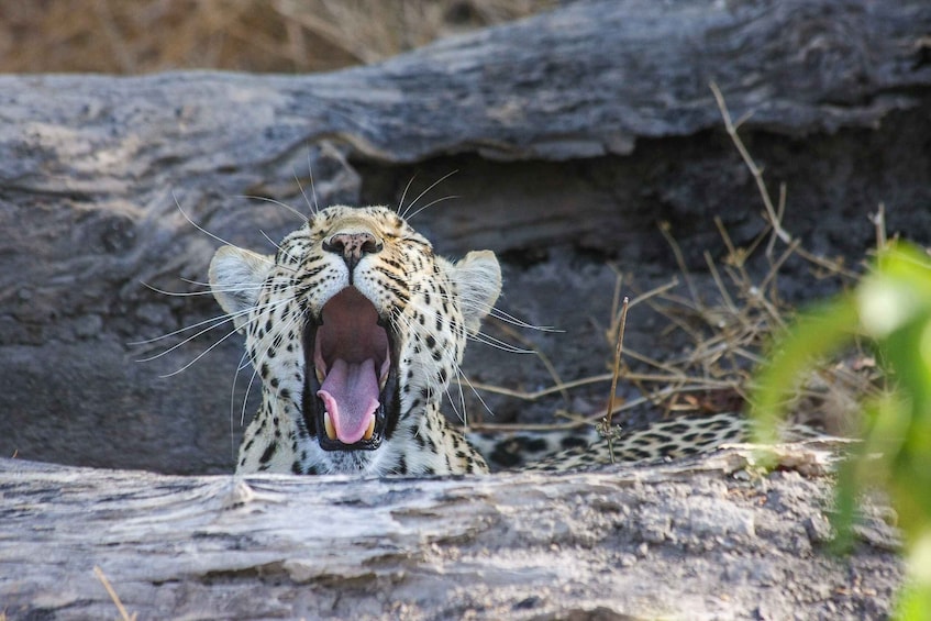 Picture 5 for Activity Chobe Private Day Trip A Luxury Safari Experience 3