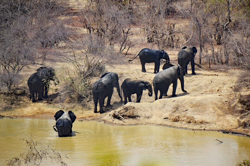 Picture 36 for Activity Chobe Private Day Trip A Luxury Safari Experience 2