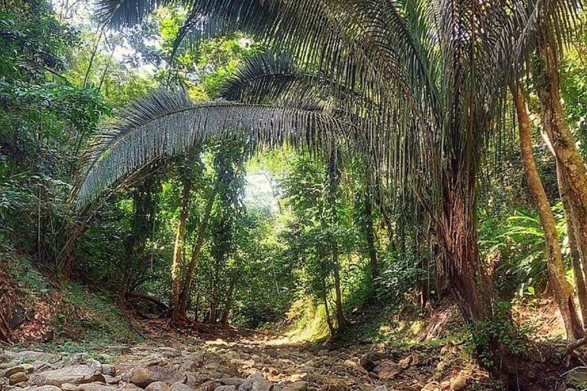 A dense forest with a prominent palm tree arching over a rocky path. 2