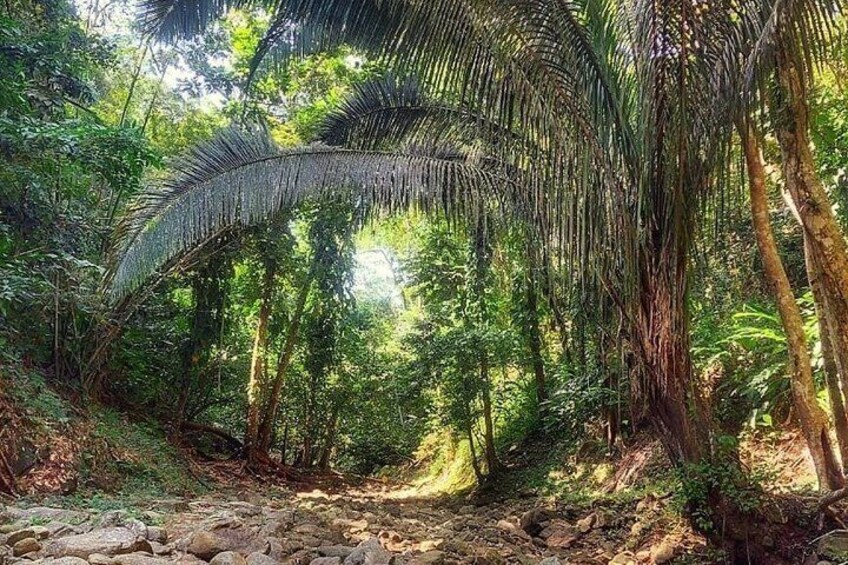 Cocoa Estate and Argyle Waterfall Tour in Tobago 2