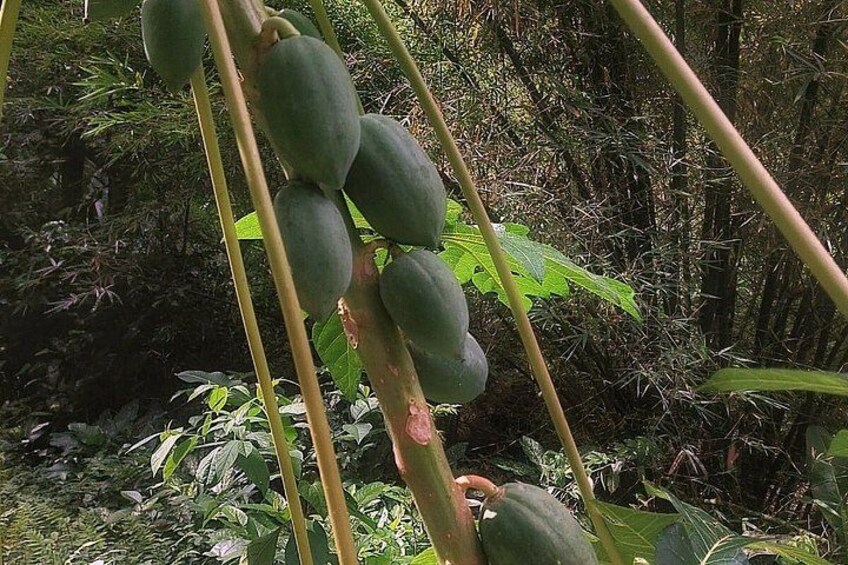 A papaya tree with multiple green fruits in a forested area. 3