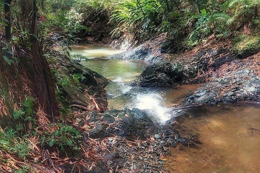A forest stream with rocks and ferns. 4
