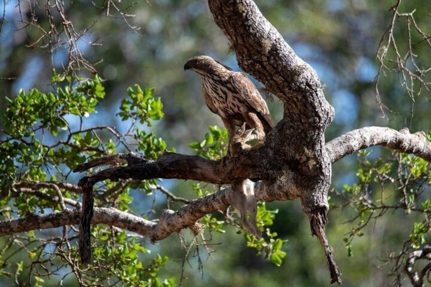 Yala National Park Safari Shared Tour from Hambantota Port 1