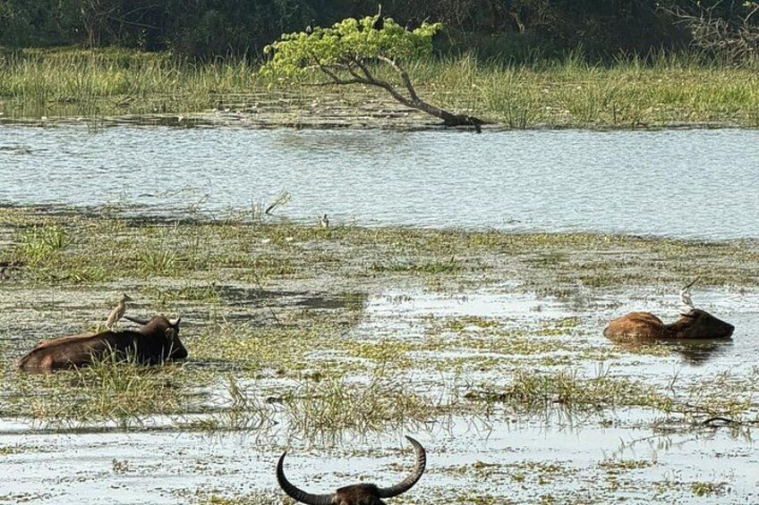 Yala National Park Safari Shared Tour from Hambantota Port 2