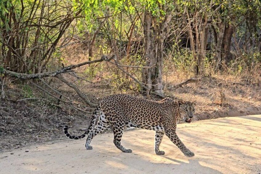 Yala National Park Safari Shared Tour from Hambantota Port 2