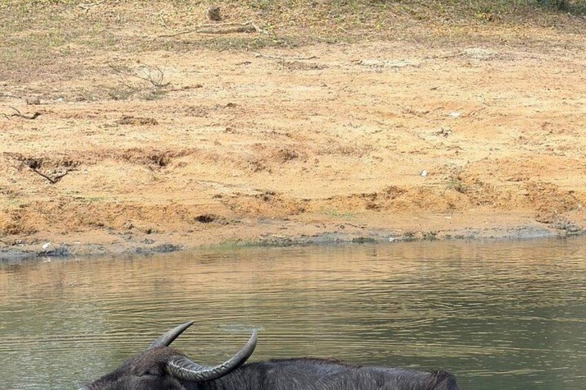 Yala National Park Safari Shared Tour from Hambantota Port 4