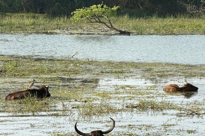 A water body with vegetation and a tree in the background. 5