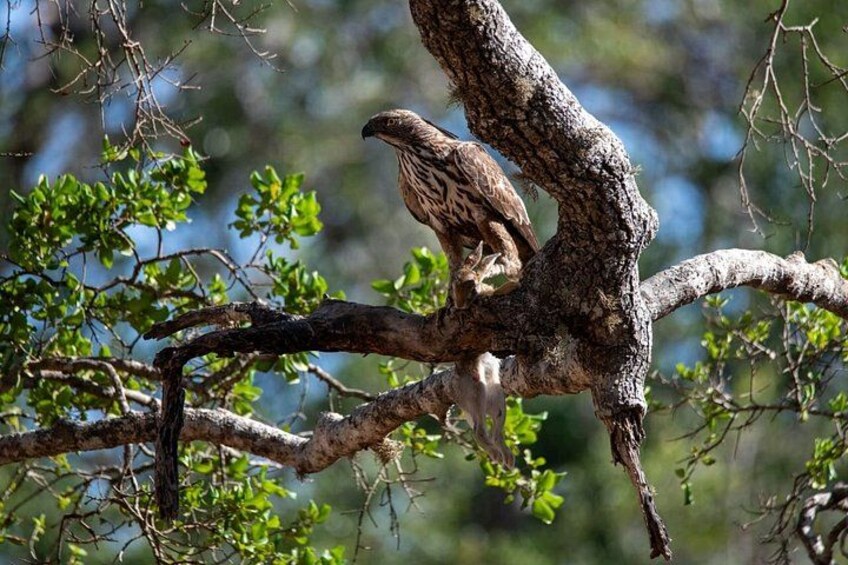 A bird perched on a tree branch. 3