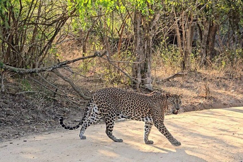 Yala National Park Safari Shared Tour from Hambantota Port 1