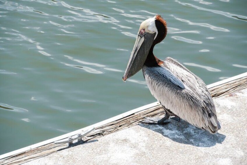 A pelican standing on a concrete ledge by water. 2