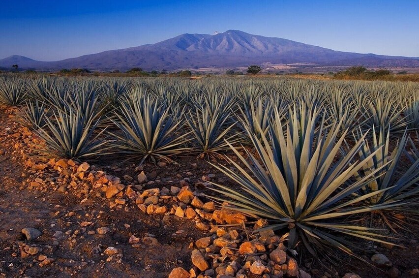 Tequila, Casa Sauza & Cantaritos Experience from Guadalajara 1