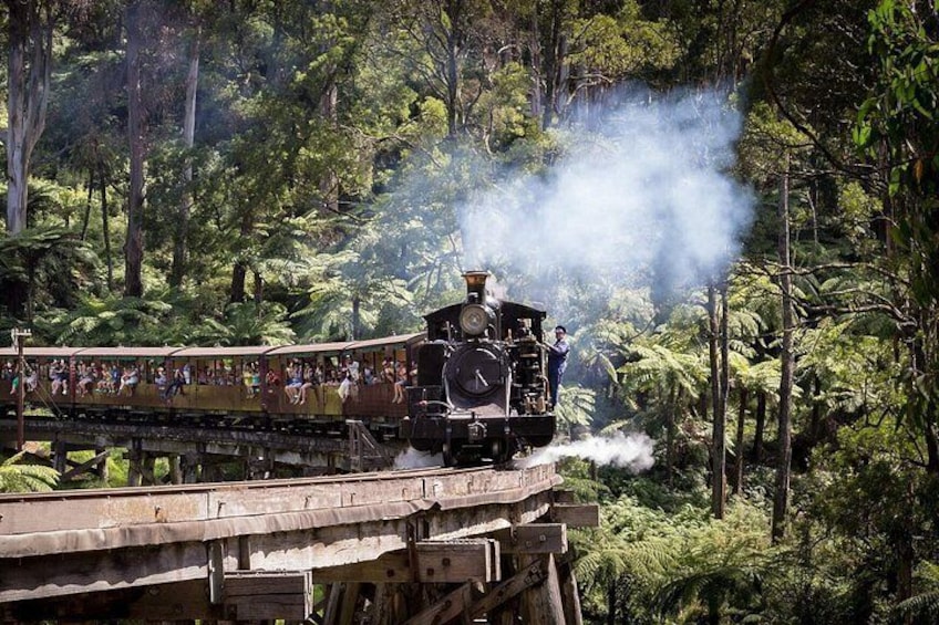 Puffing BillySteam Train & Phillip Island Penguin Parade Day Tour 3