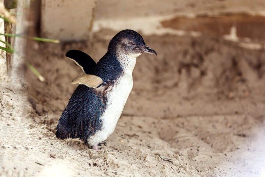 A penguin standing on sandy ground with a concrete structure in the background. 2