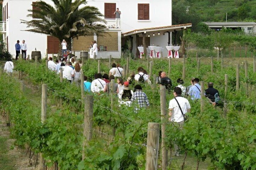 A vineyard with rows of grapevines and a building with red shutters. 5