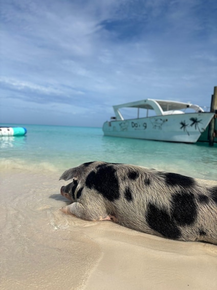 A pig on a sandy beach with a boat in the background. 3