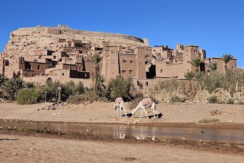 Un village désertique avec des bâtiments traditionnels en briques de terre, un petit plan d’eau et des chameaux qui paissent. 1
