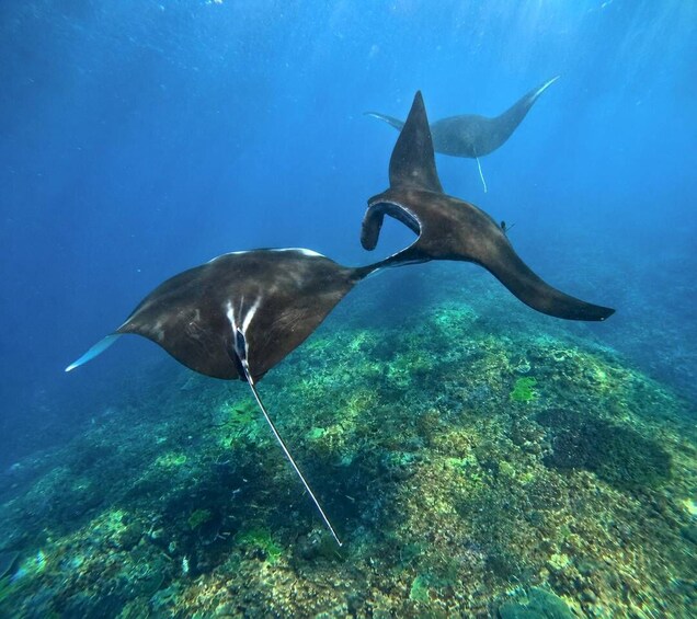 Picture 2 for Activity From Bali: Snorkeling 3 Spots with GoPro & West Penida Tour 4