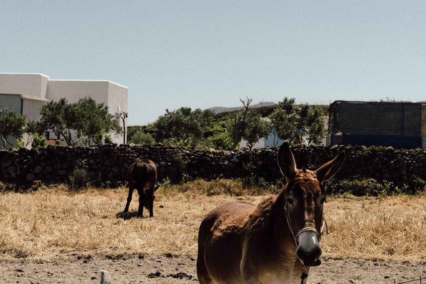 A donkey in a dry field with a stone wall and buildings in the background. 2