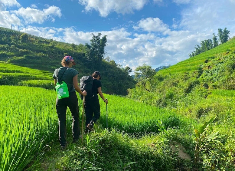 Two hikers in a lush green rice field with a clear sky. 2