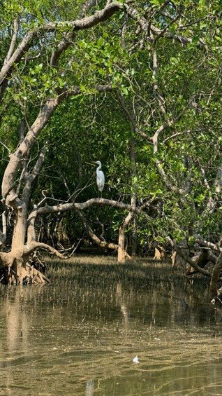 A white bird perched on a tree branch over water. 3