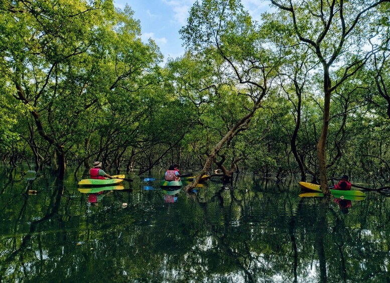 People kayaking in a mangrove forest. 1