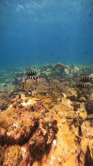 A coral reef with diverse marine life, including striped fish and a large red fish. 5