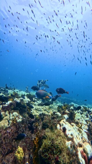 A vibrant underwater scene with a variety of fish swimming above a coral reef. 3