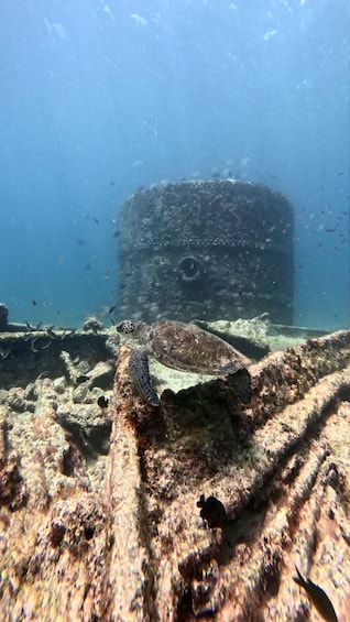 An underwater scene with a large shipwreck surrounded by marine life. 4