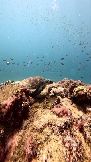 A sea turtle swimming near a coral reef with a school of fish in the background. 5