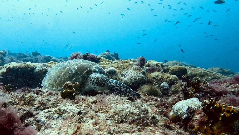 A sea turtle on a coral reef with fish swimming around. 1