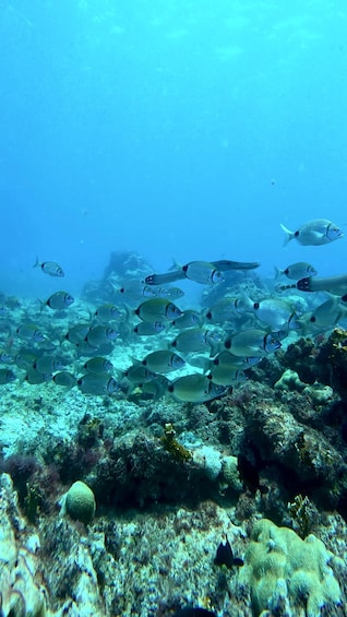 A school of fish swimming over a coral reef. 2