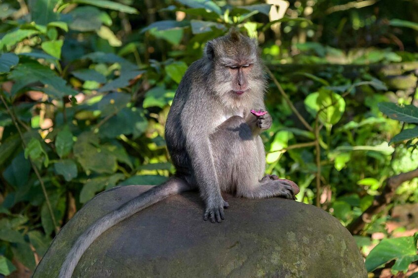 Picture 7 for Activity Ubud Highlights Monkey Forest,Waterfall,Rice Terrace,Temple. 5