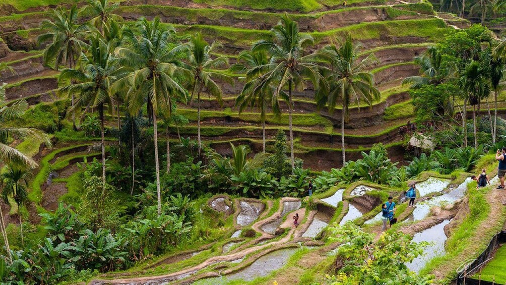Picture 4 for Activity Ubud Highlights Monkey Forest,Waterfall,Rice Terrace,Temple. 4