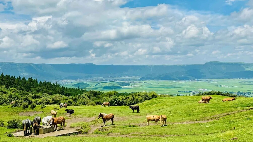 A herd of cattle grazing on a hillside with a valley and mountains in the background. 5