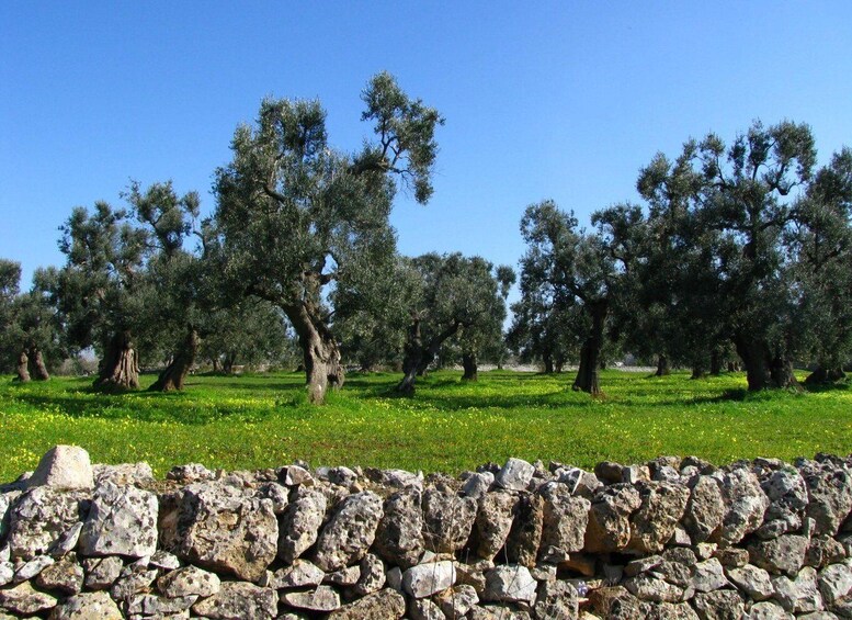 A grove of olive trees with a stone wall in the foreground. 2