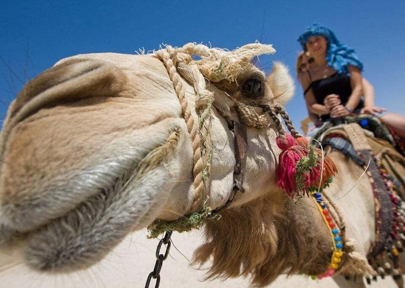 A camel with decorative headgear and a rider in the background. 4