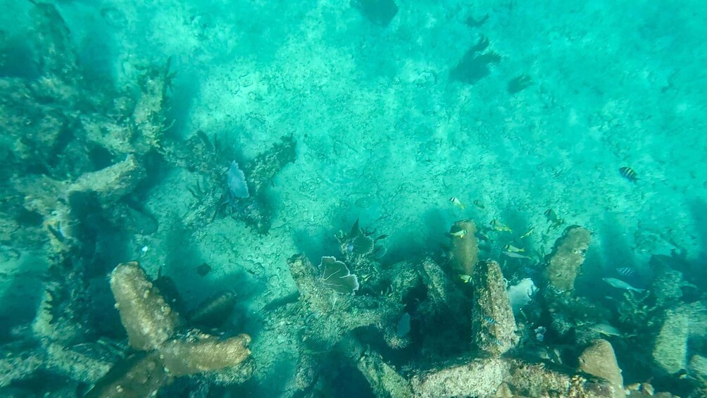 A coral reef with various fish species and coral formations. 5