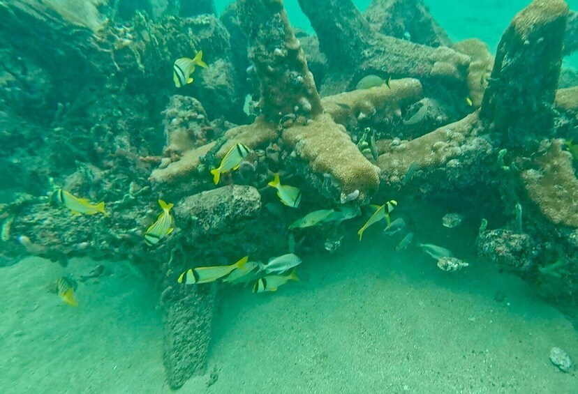 An underwater scene with coral formations and yellow-striped fish swimming around. 2