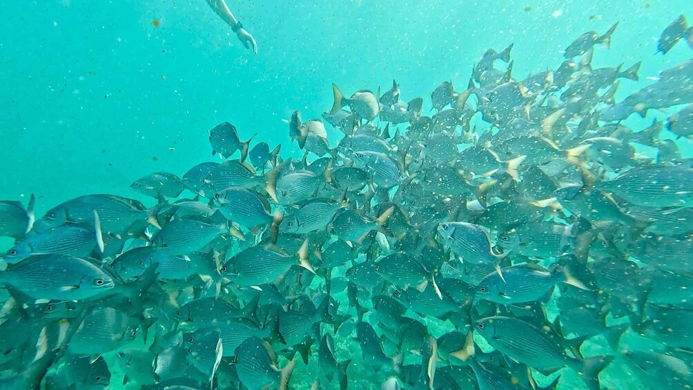 A school of fish swimming underwater. 1