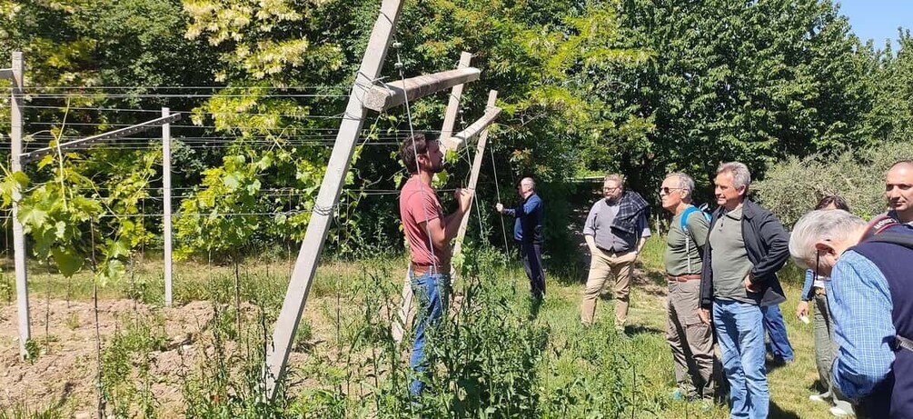 A group of people standing in a vineyard with grapevines and a trellis structure. 4