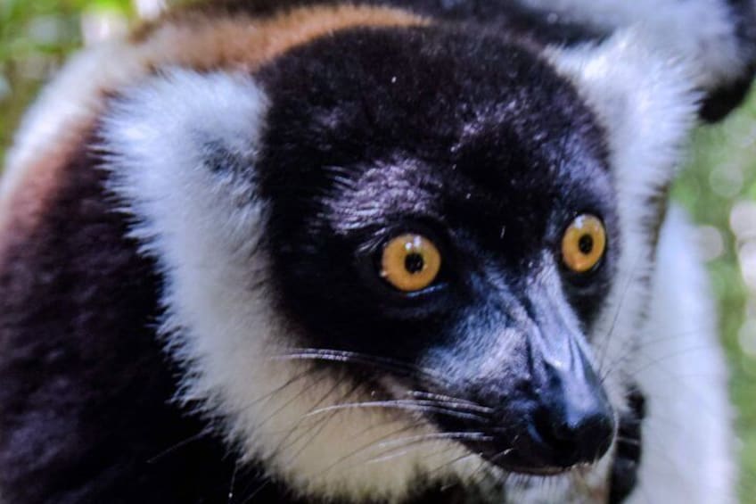 A close-up of a lemur with distinctive black and white fur and yellow eyes. 1