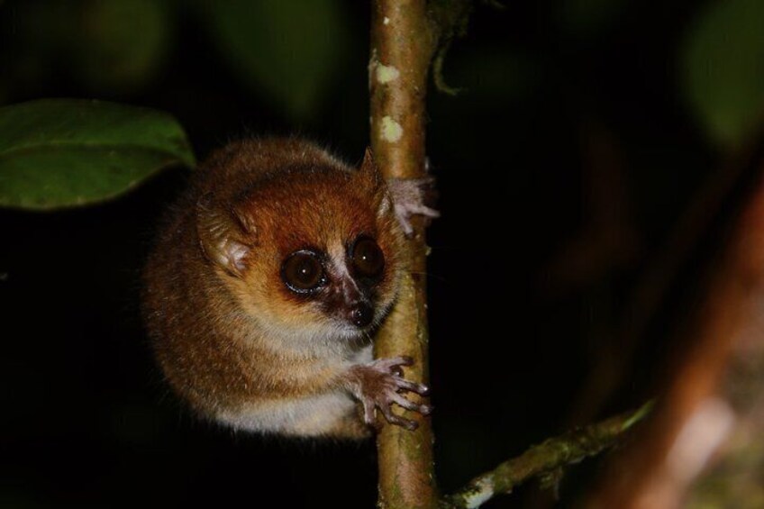 A small, furry animal clinging to a tree branch in a dense, dark forest. 4