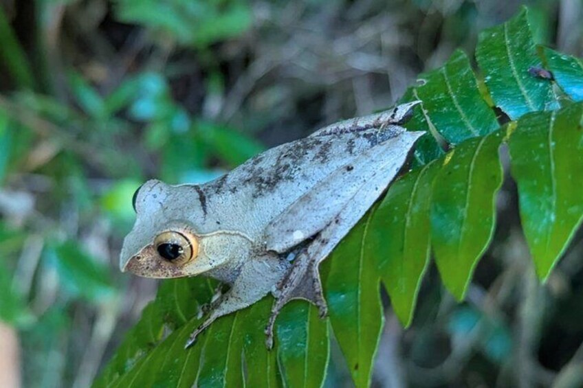 A frog perched on a green leaf. 2