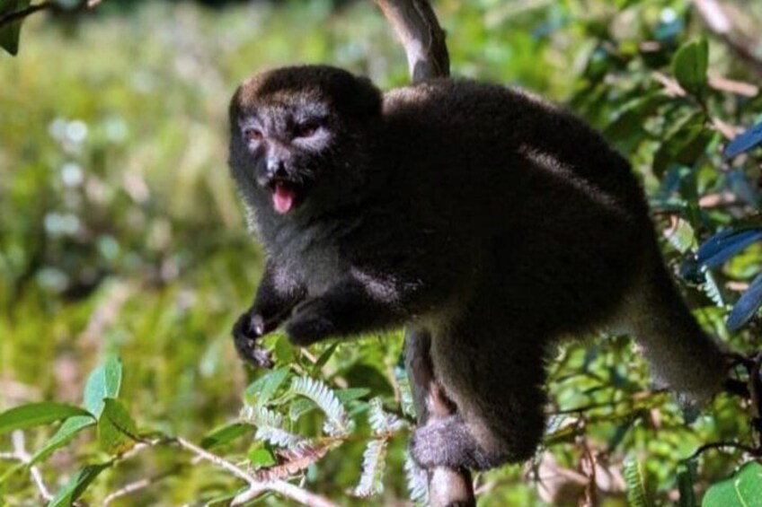 A monkey clinging to a tree branch amidst green foliage. 5