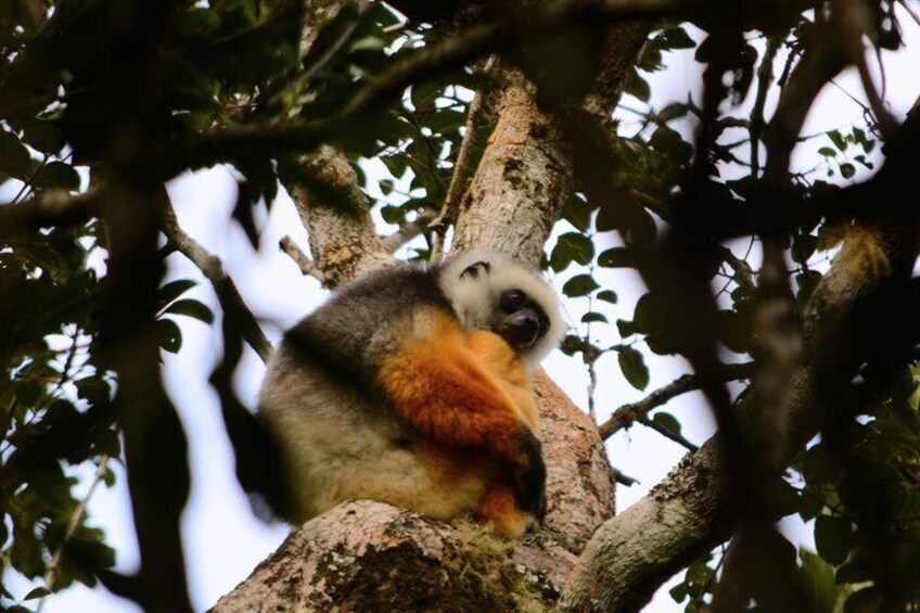 A sloth hanging from a tree branch. 3