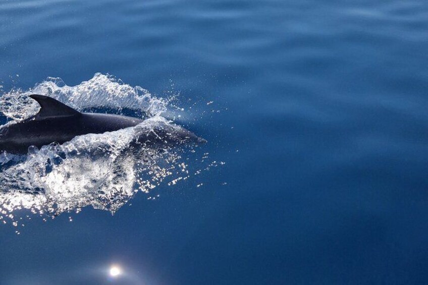 A dolphin leaping out of the water with sunlight reflecting off its body. 4