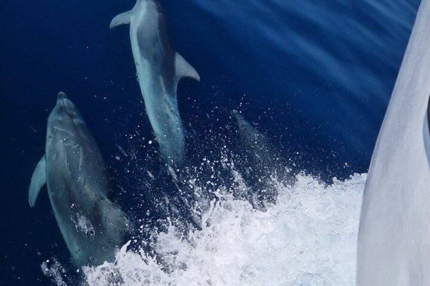 Dolphins jumping out of the water near a boat. 3