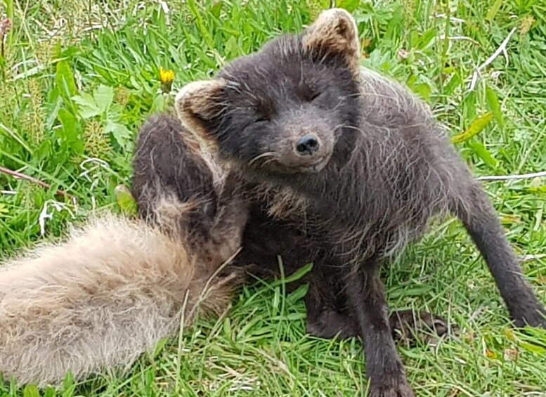 A bear cub lying on grass with a human hand nearby. 3