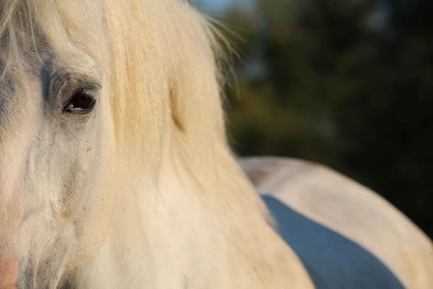 A close-up of a horse's face. 2