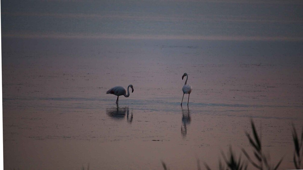 Two flamingos standing in shallow water with reflections. 5